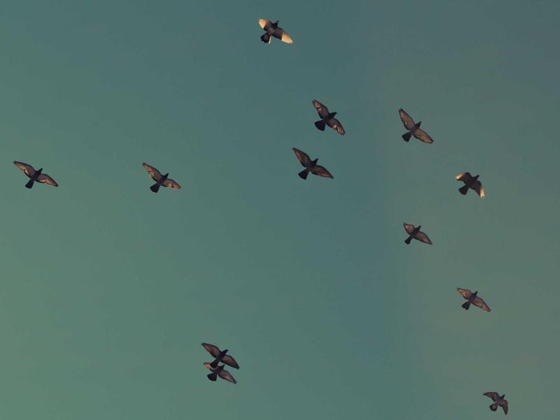 মুজিবনগর উপশাখা, আইএফআইসি ব্যাংক লিমিটেড (Mujibnagar Uposhakha, IFIC Bank Limited)